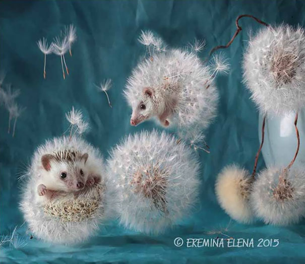 Cute Hedgehogs