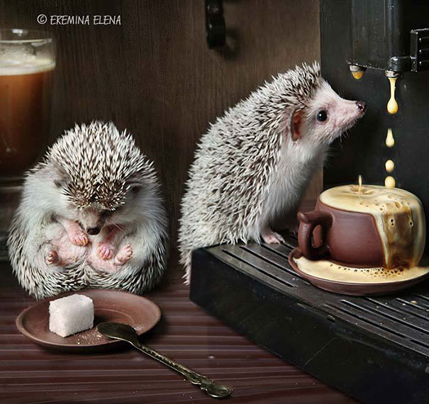 Cute Hedgehogs