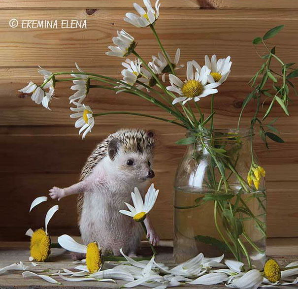 Cute Hedgehogs