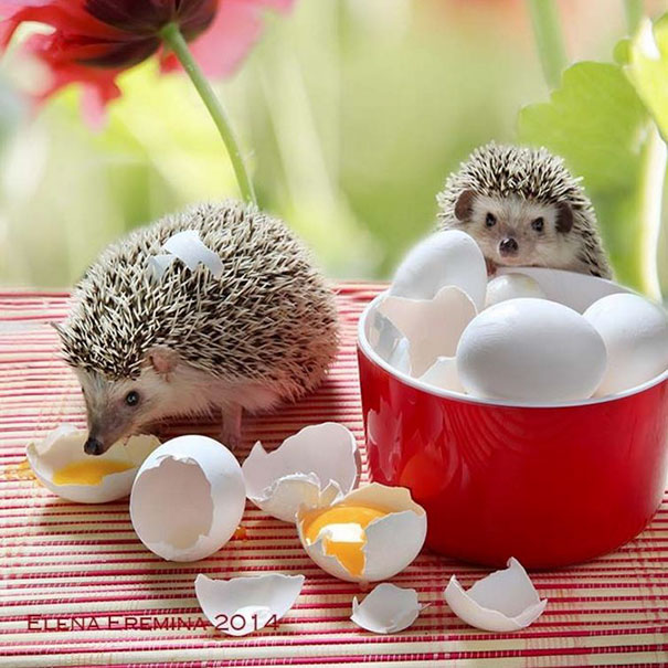 Cute Hedgehogs