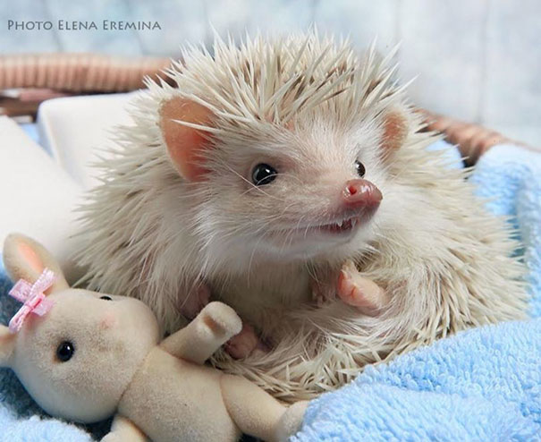 Cute Hedgehogs