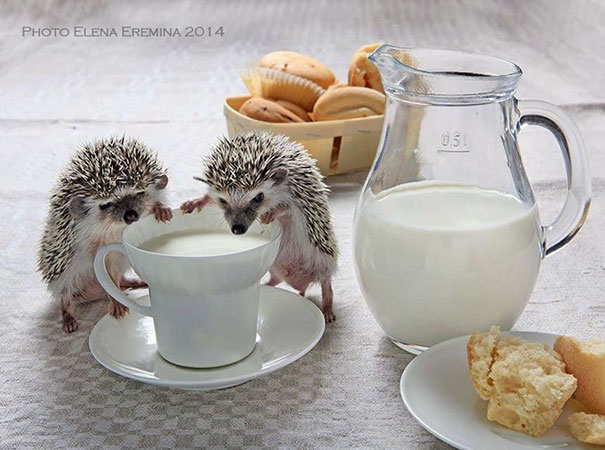 Cute Hedgehogs