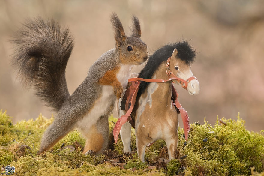 What If Squirrels Competed In The Olympic Games