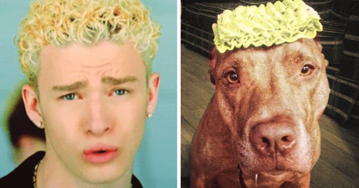 This Twitter Finds People’s Dog Doppelgängers And It’s Hilarious