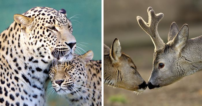 Sometimes Animals Are More Loving Than Humans, And I Photographed Them To Prove It