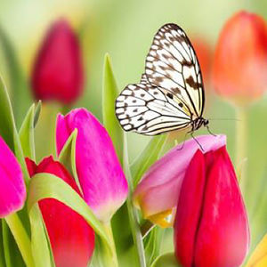 karenwhite1977 avatar