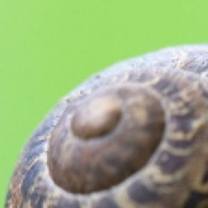 tabby-parmegiani avatar