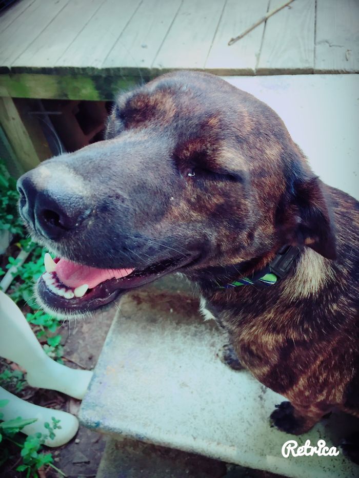 Our Tonka A Year After Adopting Her!