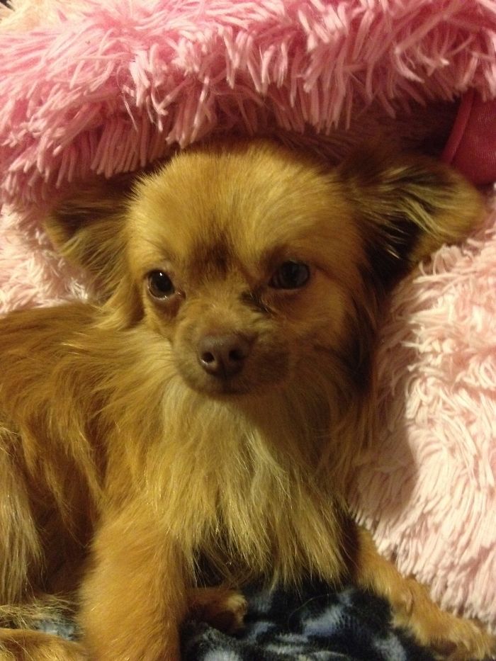 Thrown Out Of A Moving Vehicle, We Brought Tommy Home. He Is Now In Paradise