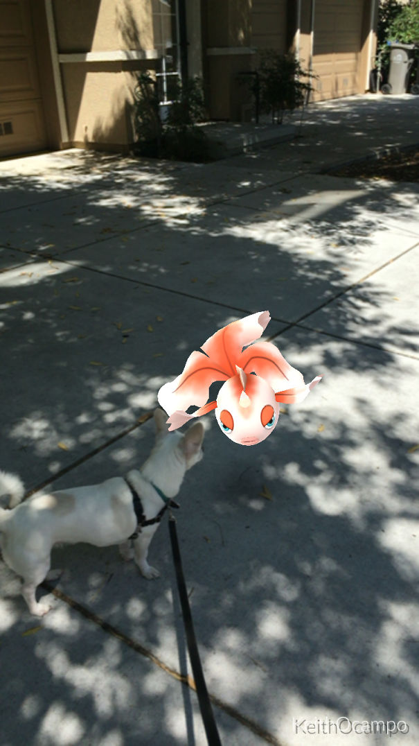 A dog on a leash appears to look at a Pokémon in augmented reality on a sidewalk.
