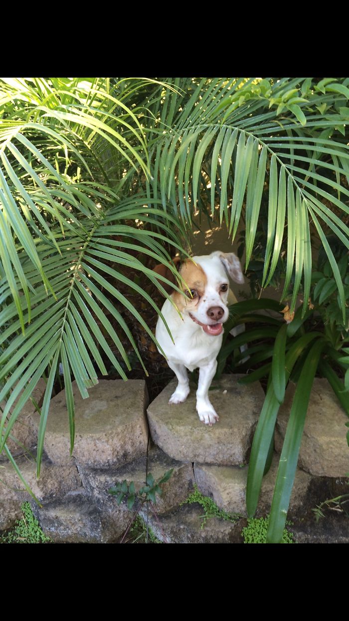 Jungle Pup Saying What's Up!