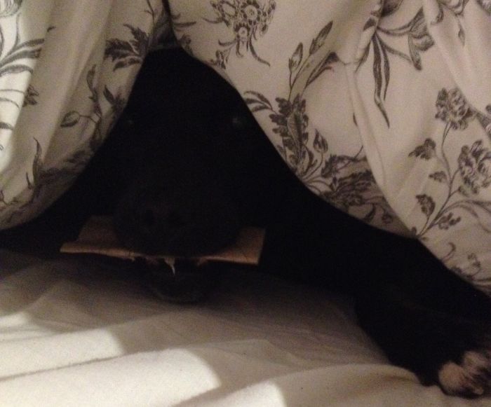 Hello From Under The Covers...