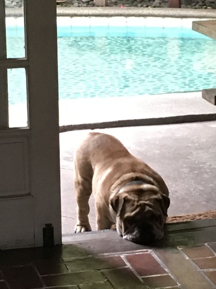 Puts Down Face To Get Sympathy