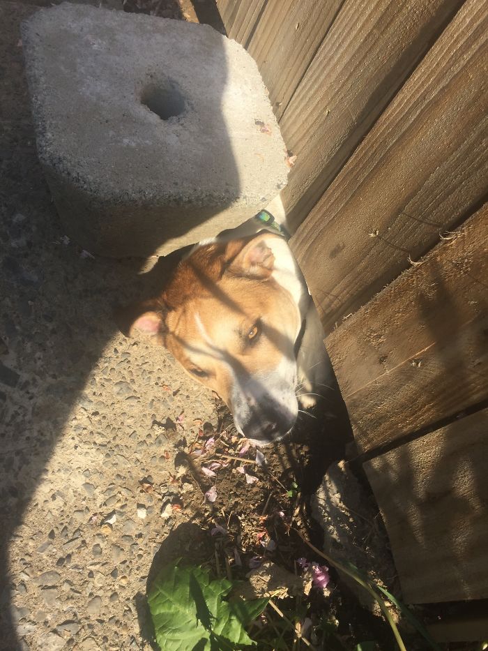 Piper Is The Best Greeter!!