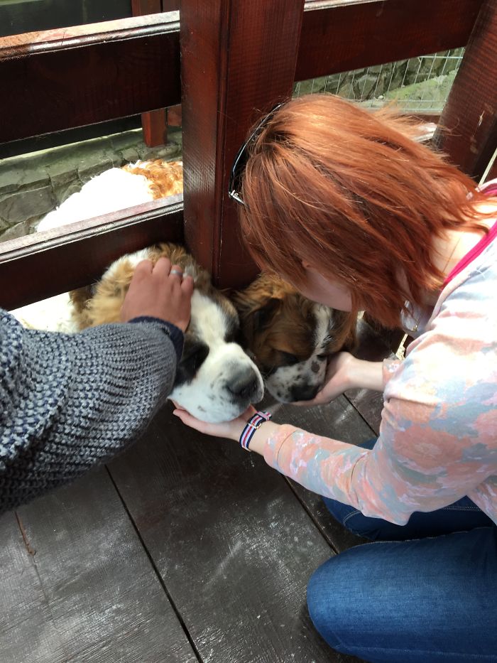 Saint Bernard Puppies Saying 'hello!' ❤️