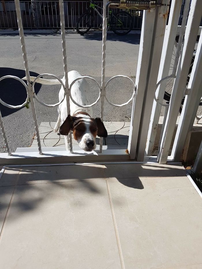 The Way My Doggie Enters :))