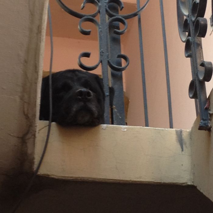 My Sweet Lab ????????????????