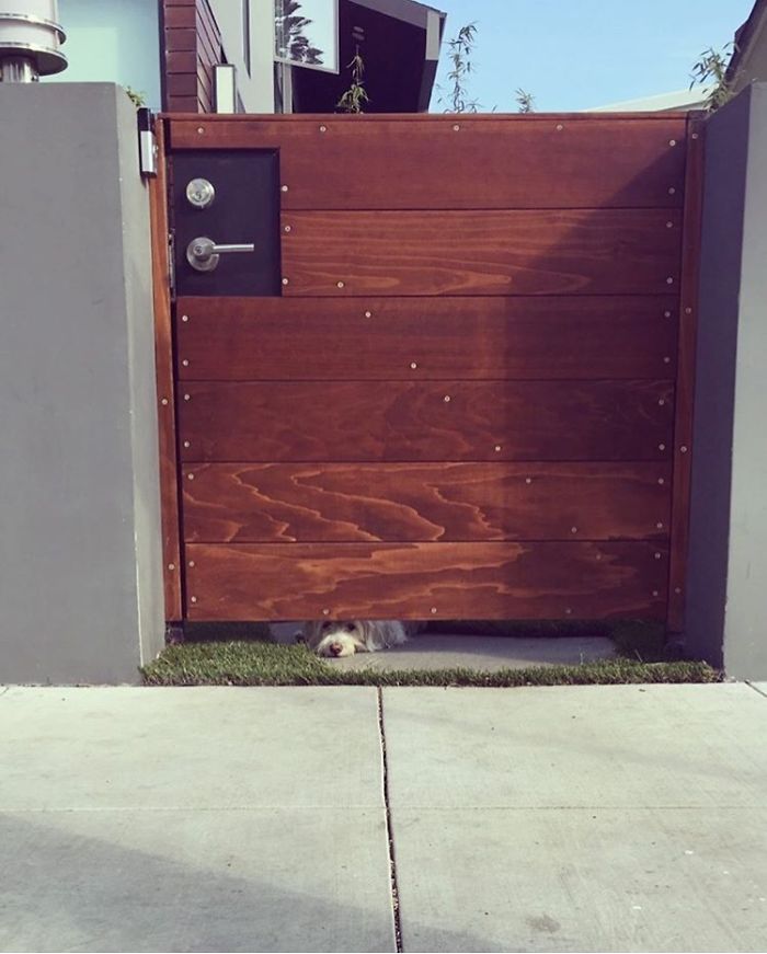 My Dog Has The Perfect Little Crack To Check Out The Neighborhood Scene