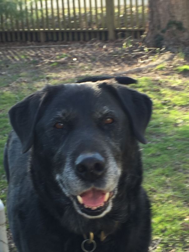 Cooper -- 15, Rescued, Happy, & Healthy -- Is Cherished!