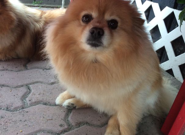 This Is Bailey, Not Sure How Old He Is, He Was Severely Abused And Spent 1 Year In The Shelter