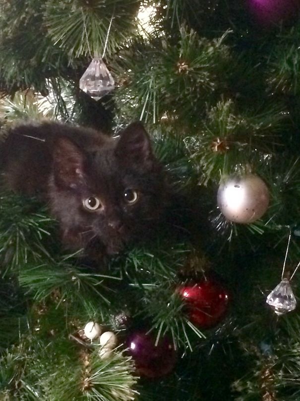 Cute cat nestled in a Christmas tree with ornaments.