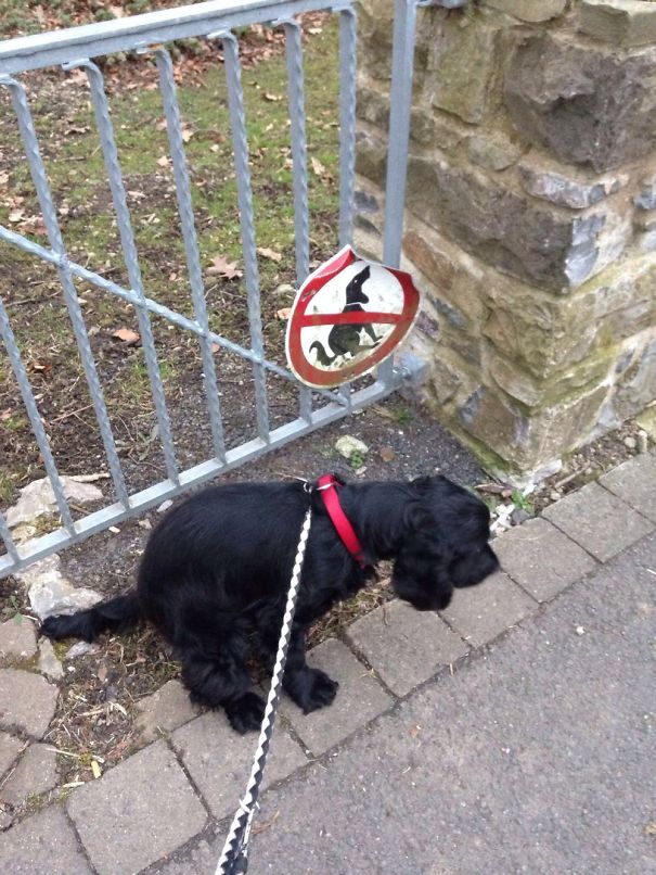 Anarchist Dog Always Ignores Signs