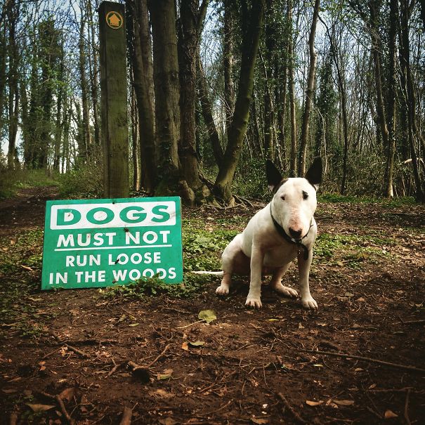 My Dog Is A Pure Rebel