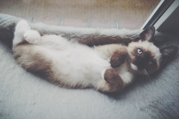 Cute cat with blue eyes lying on a soft blanket.