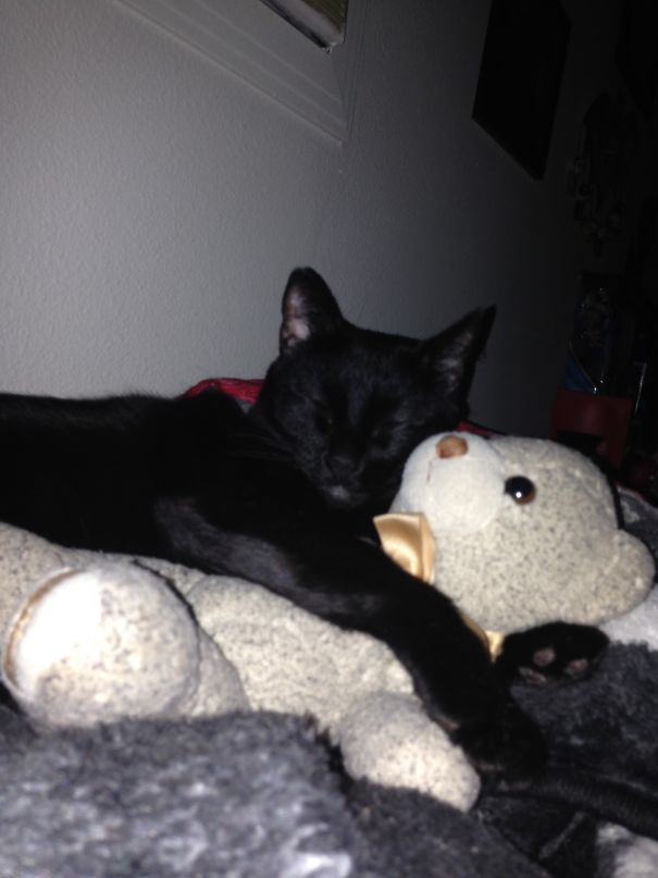 Black cat cuddling a stuffed bear, creating a heartwarming scene.