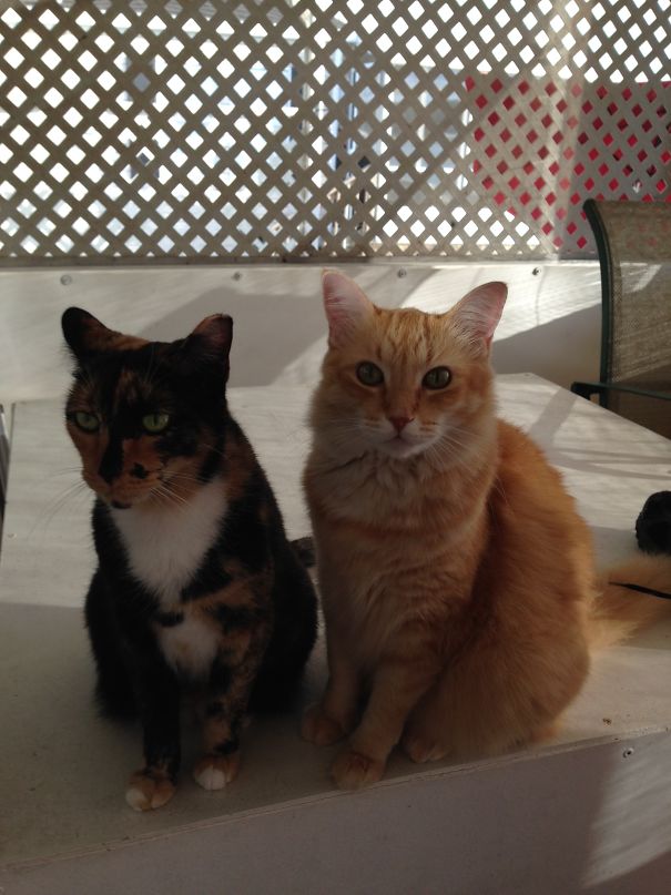 Two cute cats sitting together on a patio with lattice background, one tortoiseshell and one ginger.