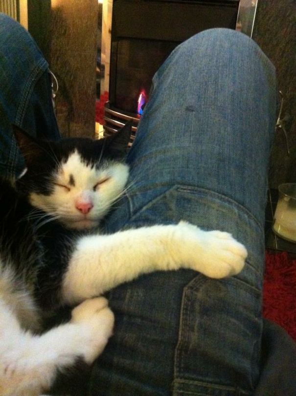 Cute cat sleeping on person’s lap by a cozy fireplace.