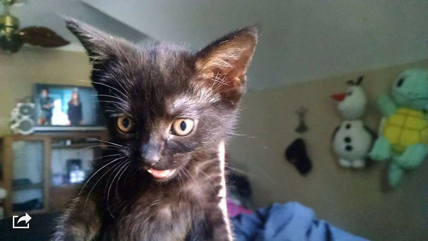 Adorable black kitten with wide eyes and a playful expression indoors.
