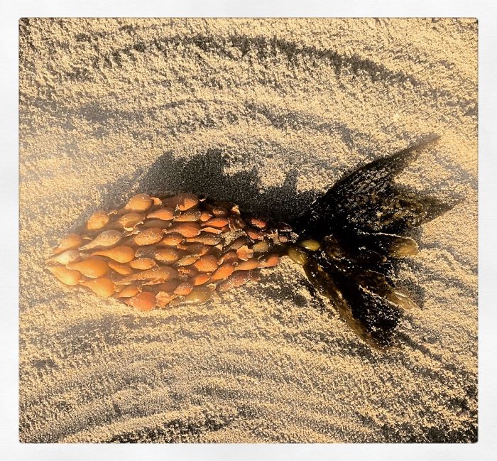 I Create Temporary Beach Mosaics From Things I Find There (Part 2)