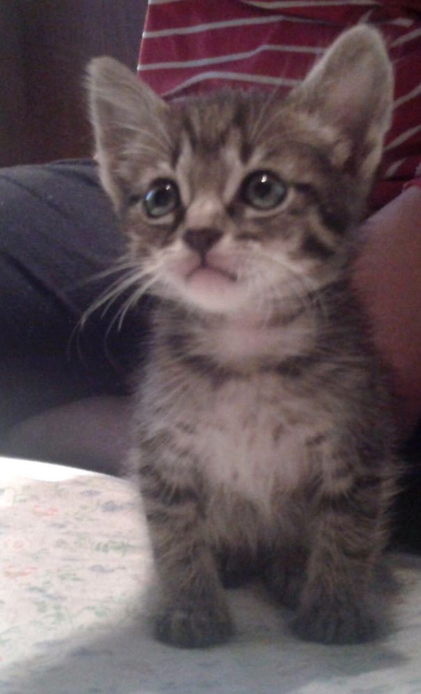 Cute kitten with big eyes and fluffy fur sitting on a patterned surface.