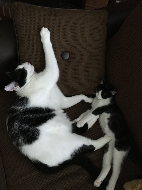 Two cute black and white cats sleeping on a brown couch.