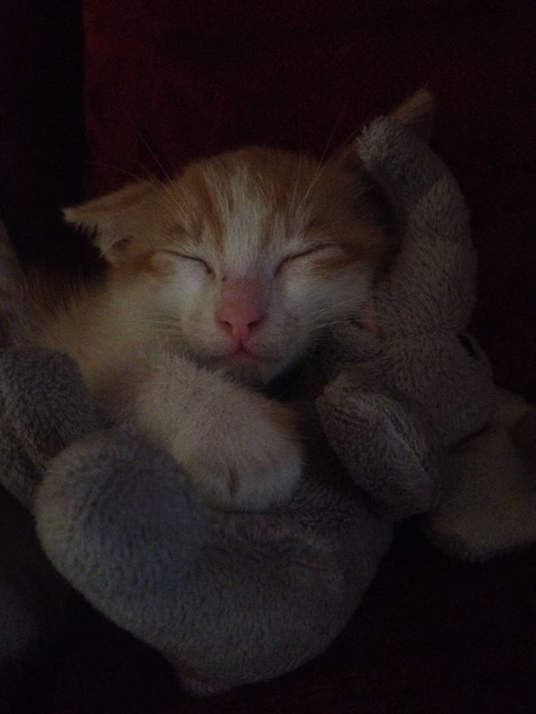 Cute cat cuddling a plush toy while sleeping peacefully.