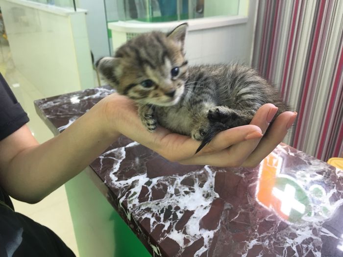 My Friend Found An Abandoned Kitten And Took Her To Work