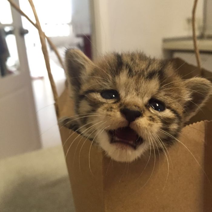 My Friend Found An Abandoned Kitten And Took Her To Work