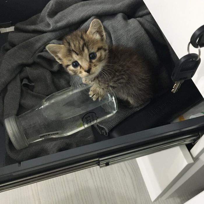 My Friend Found An Abandoned Kitten And Took Her To Work