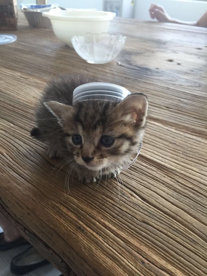 My Friend Found An Abandoned Kitten And Took Her To Work