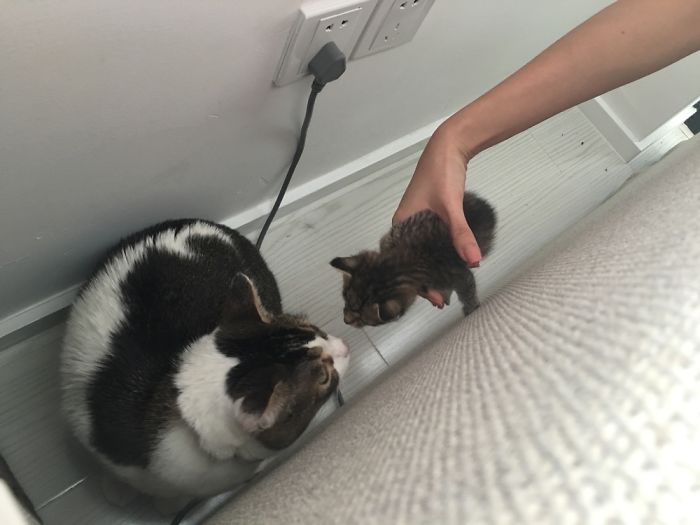 My Friend Found An Abandoned Kitten And Took Her To Work