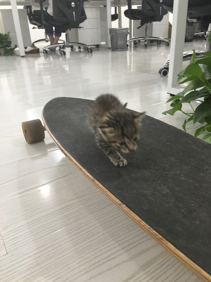 My Friend Found An Abandoned Kitten And Took Her To Work