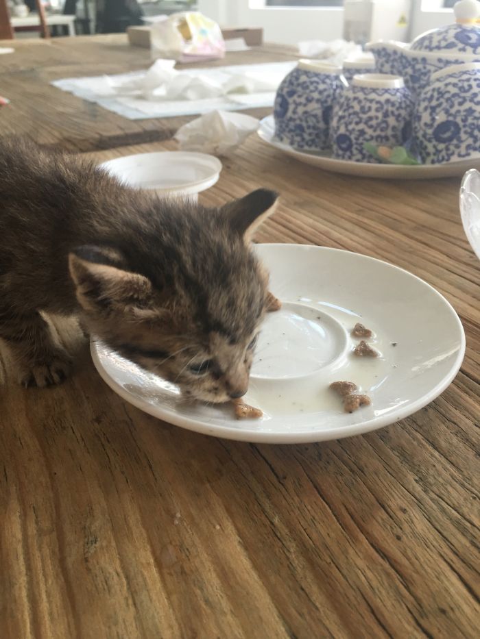 My Friend Found An Abandoned Kitten And Took Her To Work