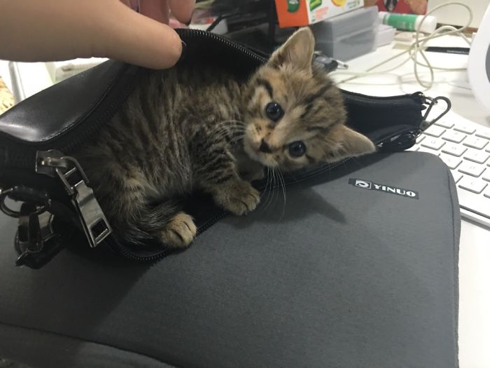My Friend Found An Abandoned Kitten And Took Her To Work