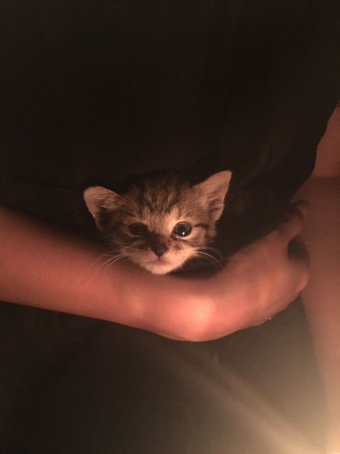 My Friend Found An Abandoned Kitten And Took Her To Work