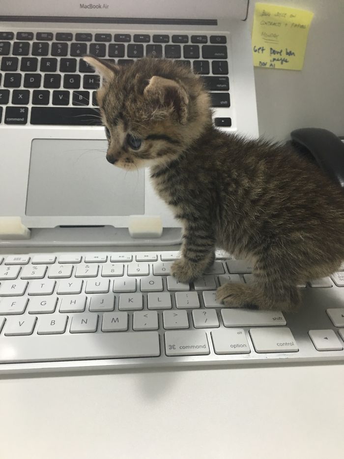 My Friend Found An Abandoned Kitten And Took Her To Work