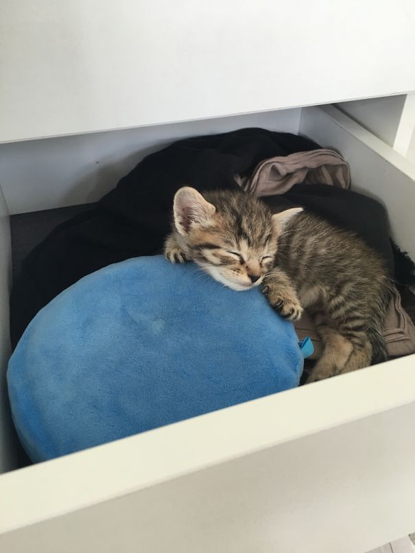 Sleeping cute cat cuddled up on a soft blue cushion inside an open drawer.