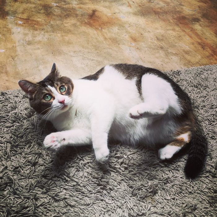 Floki Was Homeless But Now He's Super Spoiled