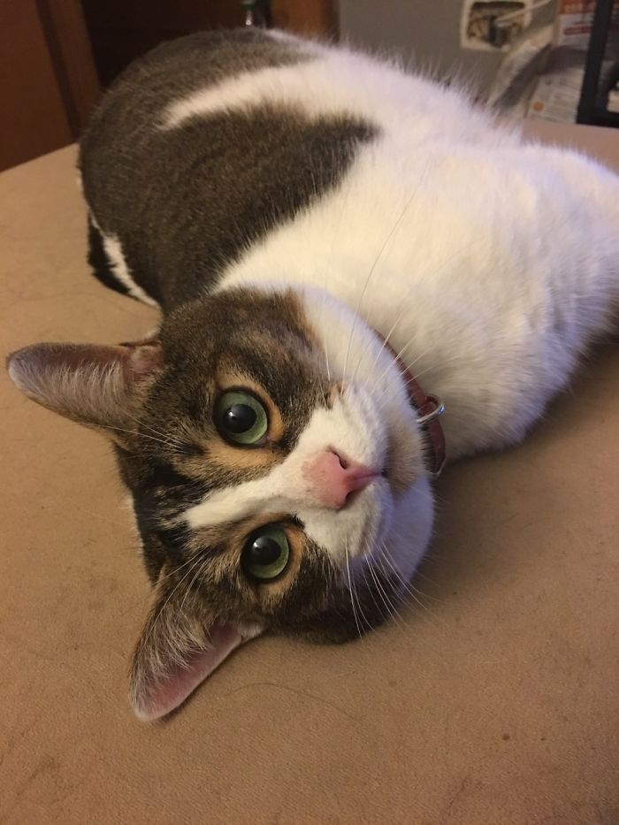 Floki Was Homeless But Now He's Super Spoiled