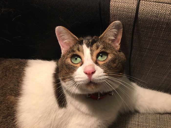 Floki Was Homeless But Now He's Super Spoiled